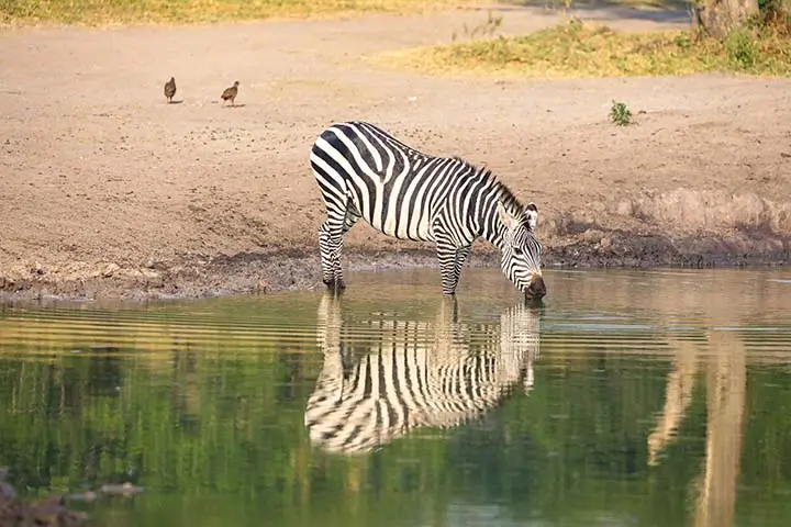 Zebra Drinking Water